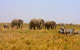 TANZANIA - Serengeti National Park - 074